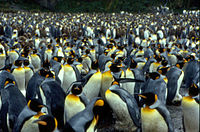 Jedna od kolonija pingvina na otočju