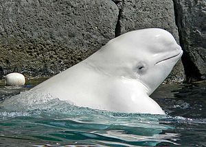 לבנתן לבן - מין של לווייתן בעל שיניים החי באזור הארקטי והסוב-ארקטי.