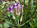 Gentianella lutescens