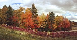 A wide-angle image showing Hubbard Brook Experimental Forest in the fall. Trees in fall foliage are in the background with prairie in the foreground. The forest and prairie are separated by a small paved road.