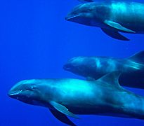 Dauphins d'Électre dans le Pacific Remote Islands Marine National Monument.