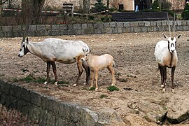 باغ وحشی در جمهوری چک