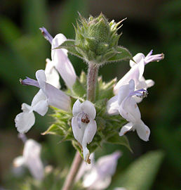 Salvia mellifera