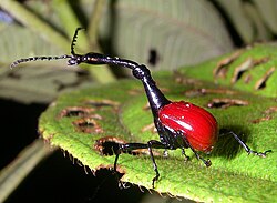 Trachelophorus giraffa tēviņš