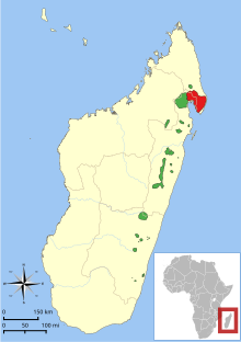 Range map showing isolated east coast ranges of the two species of ruffed lemur: red ruffed lemur (V. rubra) in the north and the black-and-white ruffed lemur in spotty patches along the east coast