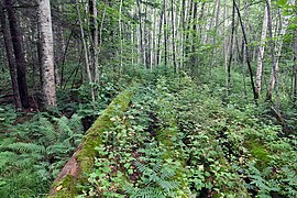 pădure de foioase (sub-taiga) în Parcul Național Aniui