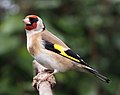 tengelic (Carduelis carduelis)