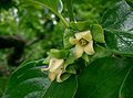 カキノキ (カキノキ科) の花