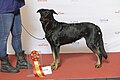 Beauceron