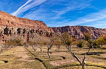 Historic Fruit Orchard At Lees Ferry