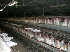 Hühner in industrieller Käfighaltung