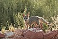 Kit fox