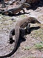 Varanidae (Komodo dragon Varanus komodoensis)