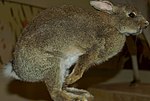 Oryctolagus cuniculus 2zz