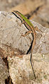 Image 34Italian wall lizard