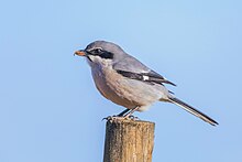 Südlicher-Raubwürger 2018-01-07 0003.jpg