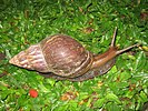 Achatina fulica in Ubud, Bali, 2010 (1)