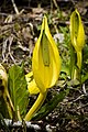 Lysichiton americanus