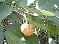 Vorschaubild für Annona senegalensis