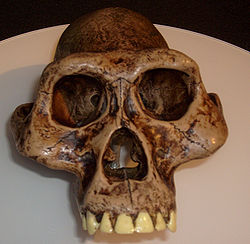 Australopithecus afarensis