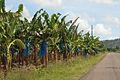 Plantacion de bananiers