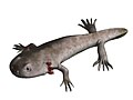 Branchiosaurus, a branchiosaurid of the late Carboniferous of central Europe