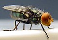 Neuwelt-Schraubenwurmfliege (Cochliomyia hominivorax)