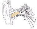 ear canal highlighted