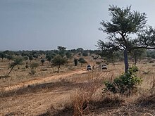 Environnement wacha(Région Zinder).jpg