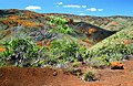 Vegetacion bassa sus sol lateritic en Nòva Caledònia.