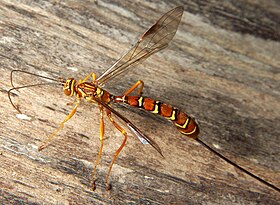 Megarhyssa macrurus fêmea