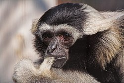 Melngalvas gibons (Hylobates pileatus)