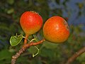 Pyrus pirasterining mevalari