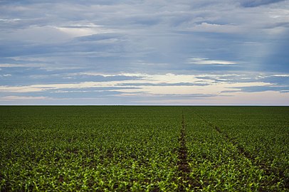 Plantacion de sòja dins lo Mato Grosso