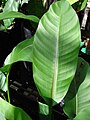 Heliconia stricta (folha anão jamaicano). Localização: Maui, Kula Ace Hardware e Creche