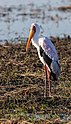 Chobe National Park, Botswana