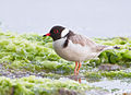 The lake is an important site for hooded plovers