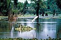 Image 7French Acadians, who came to be known as Cajuns, settled in southern Louisiana, especially along the banks of its major bayous. (from Louisiana)