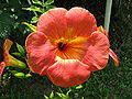 Campsis grandiflora