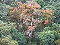 red winter foliage