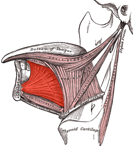 Musculus genioglossus