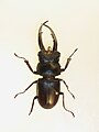 Lucanus (Pseudolucanus) gracilis