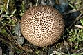 Stinkender Stäubling Lycoperdon nigrescens