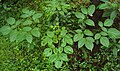 Oroxylum indicum