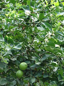 Lime növény