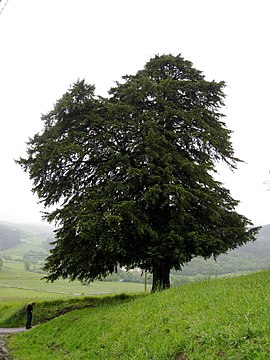 Europinis kukmedis (Taxus baccata)