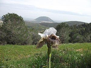 אירוס נצרתי בשמורת אירוס נצרתי על רקע הר תבור