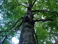 Centuries-old tree (beech-tree (Fagus)) in Bulgarka Nature Park