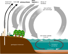 Datei:Carbon cycle-simple diagram.svg