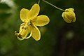 Đài hoa muồng hoàng yến Cassia fistula có tiền khai ngũ điểm nhưng tràng hoa có tiền khai cờ